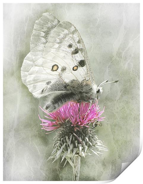 Dreamy Butterfly Print by Jacqi Elmslie