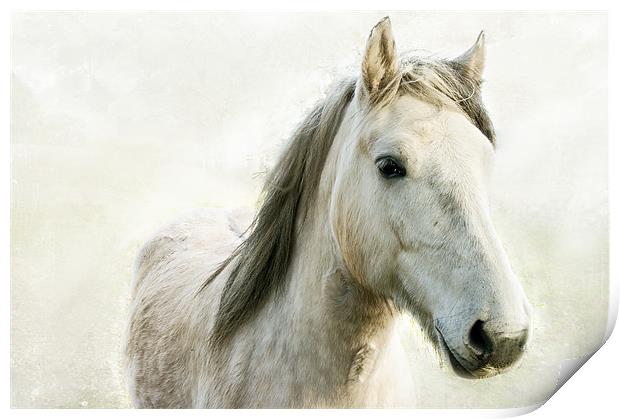 White Horse Print by Jacqi Elmslie