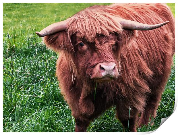 Highland Cow Print by Jacqi Elmslie
