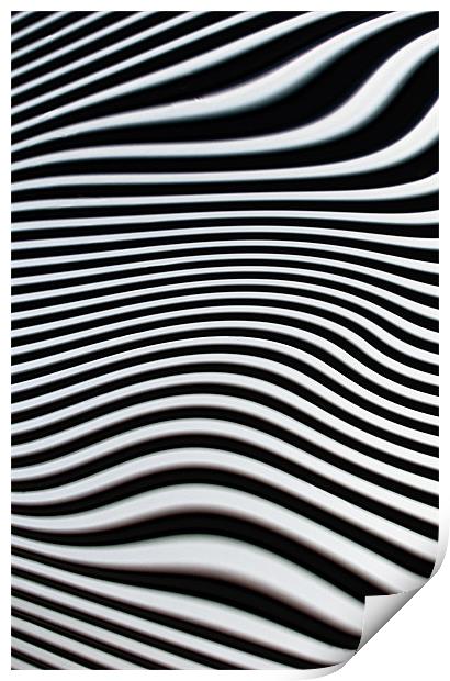 Zebra Stripes Print by Jacqi Elmslie