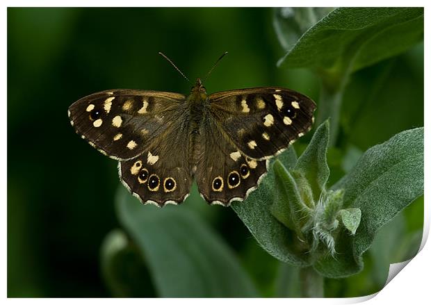 Speckled Wood Butterfly Print by Jacqi Elmslie