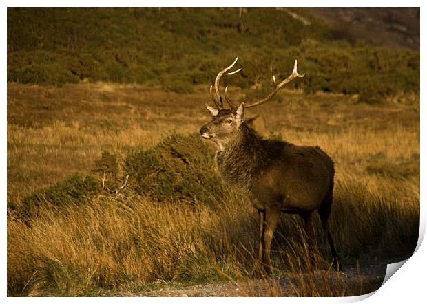 Monarch of the Glen Print by Jacqi Elmslie