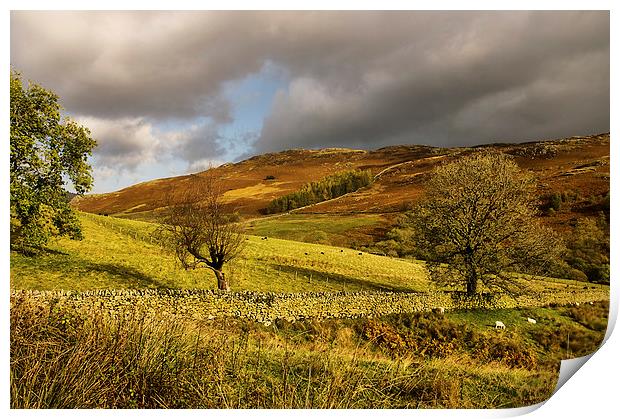  Light on Gowbarrow Fell Print by Jacqi Elmslie