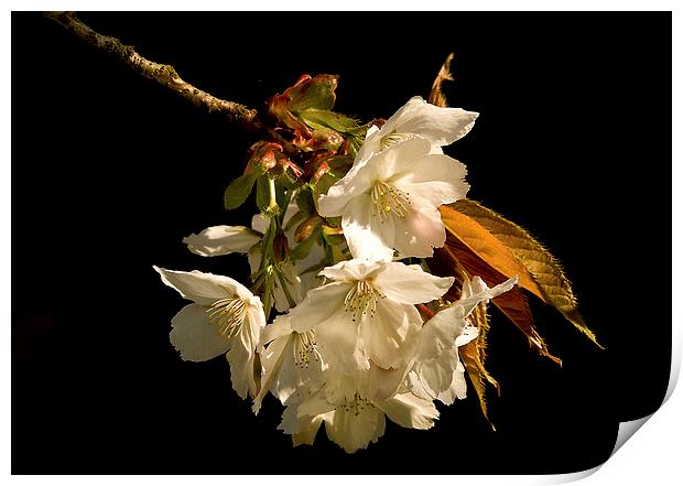  Sprig of White Cherry Blossom Print by Jacqi Elmslie