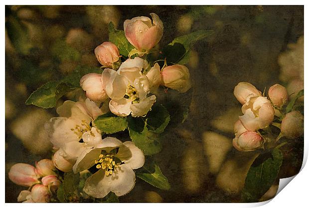 Old fashioned Apple Blossom  Print by Jacqi Elmslie