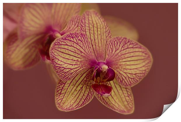 Butterfly Orchid Print by Jacqi Elmslie