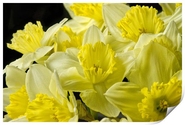 Daffodils on Black Print by Jacqi Elmslie