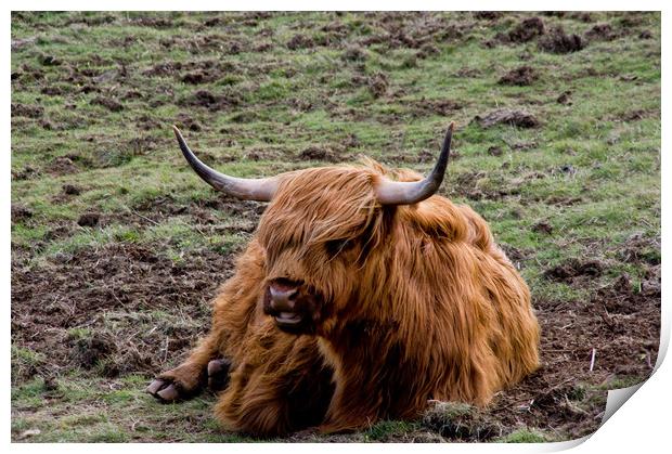 Glamorous Highland Cow Print by Jacqi Elmslie