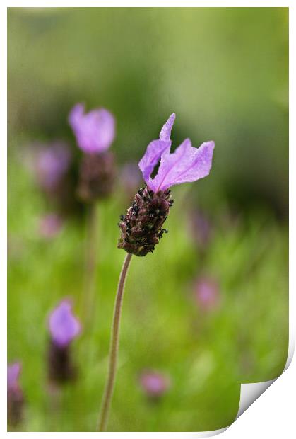 French Lavender Print by Jacqi Elmslie