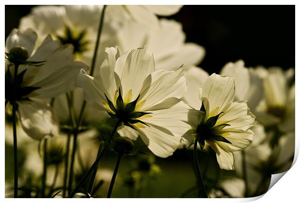 White Cosmos Print by Jacqi Elmslie