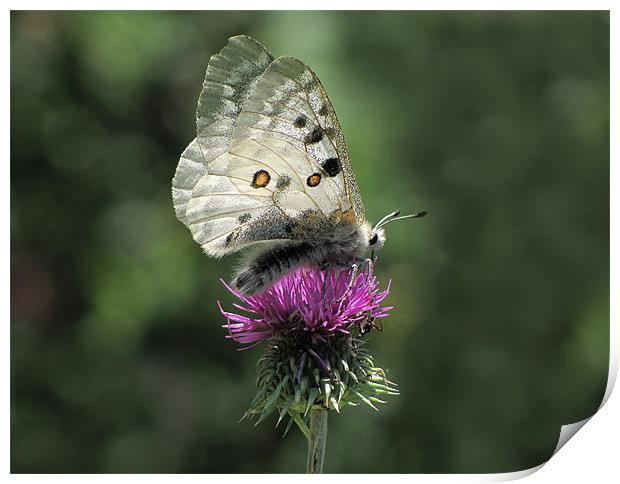Clouded Apollo Butterfly on Thistle Print by Jacqi Elmslie