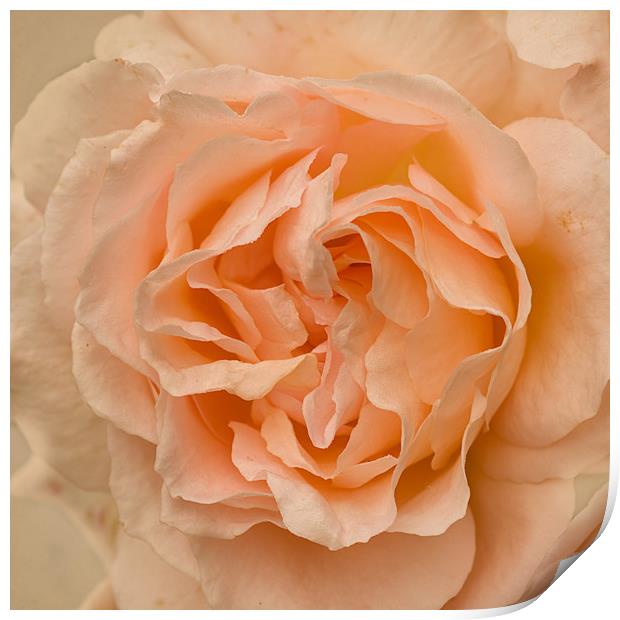 Romantic Rose Print by Jacqi Elmslie