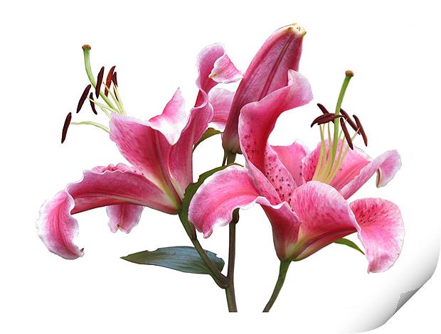 Pink Lilies on White Print by Jacqi Elmslie