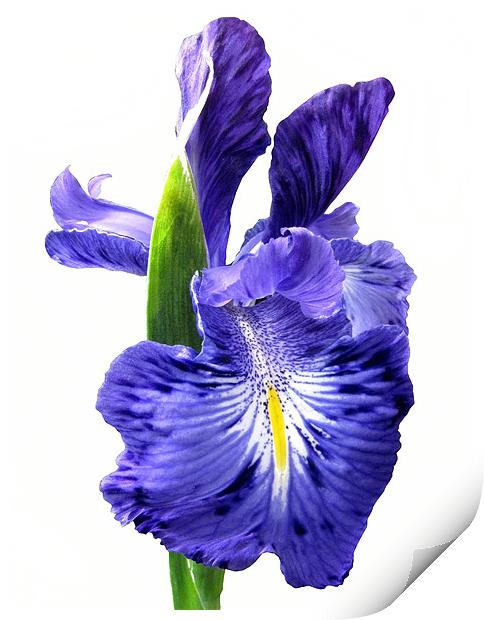 Blue Iris on White Print by Jacqi Elmslie