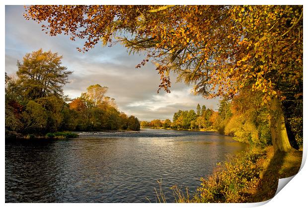 Autumn by the River Ness Print by Jacqi Elmslie