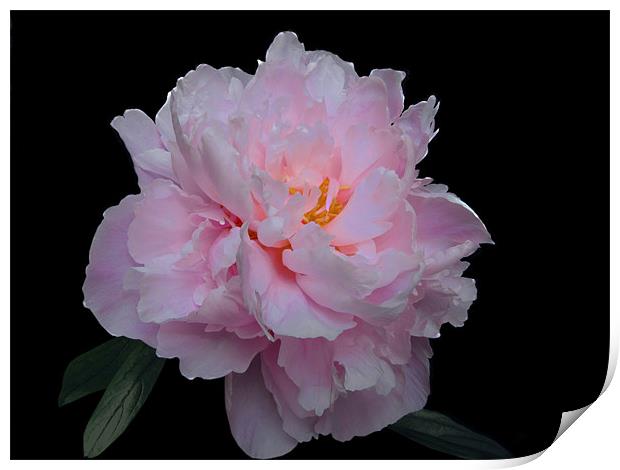 Pink Paeony Print by Jacqi Elmslie