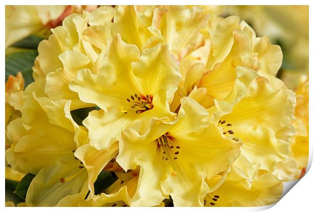 Lemon Rhododendron Macro Print by Jacqi Elmslie