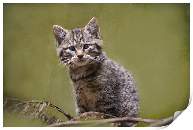 Scottish Wildcat Kitten Print by Jacqi Elmslie