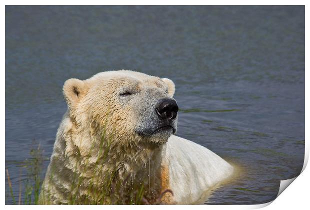 Polar Bear Bliss Print by Jacqi Elmslie