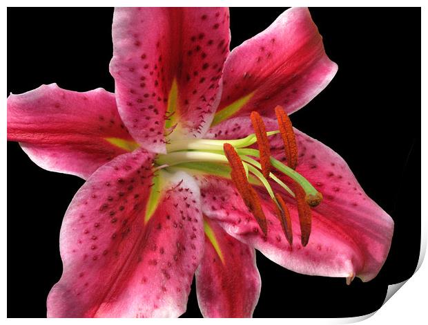 Pink Stargazer Lily macro on Black                 Print by Jacqi Elmslie