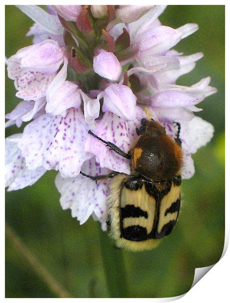 Bee Beetle on Spotted Orchid Print by Jacqi Elmslie