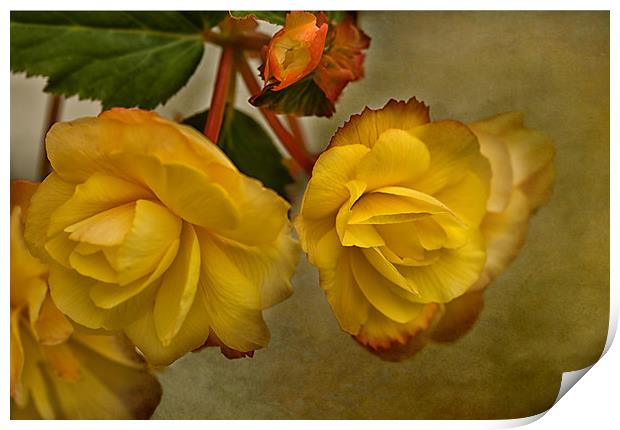 Yellow Begonias Print by Jacqi Elmslie
