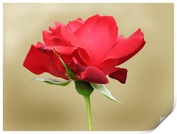 Single Red Rose Print by Jacqi Elmslie