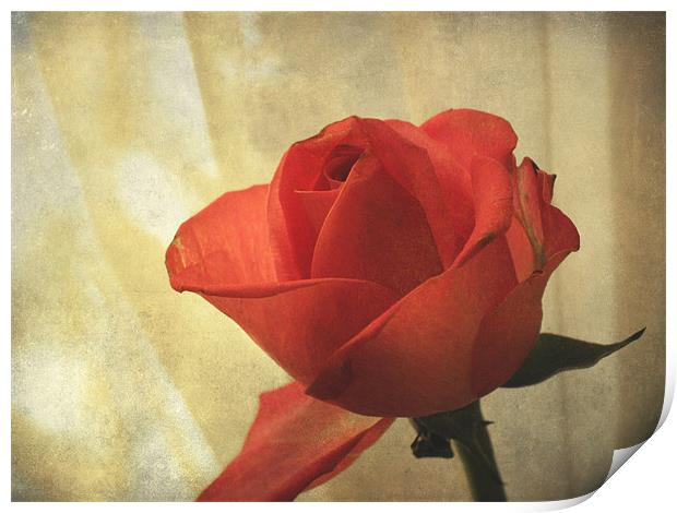 Yesterday's Rose Print by Jacqi Elmslie