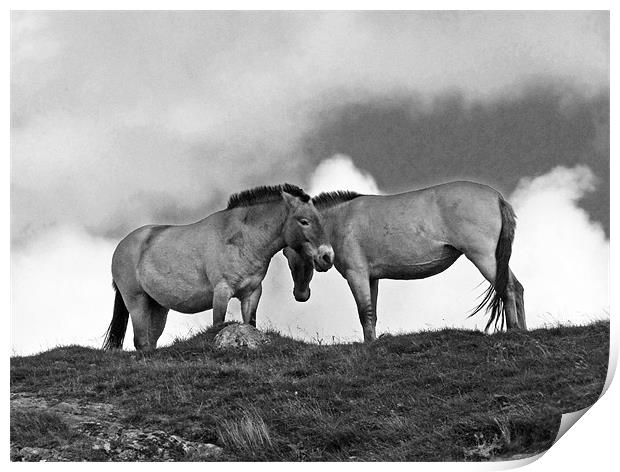 Przewalski Horses in the Highlands of Scotland Print by Jacqi Elmslie