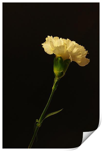 Yellow Carnation Print by Jacqi Elmslie