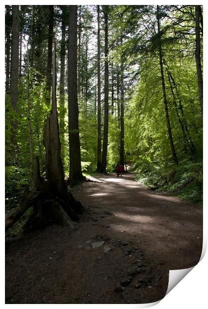 Woodland Walk to the Hermitage Print by Jacqi Elmslie