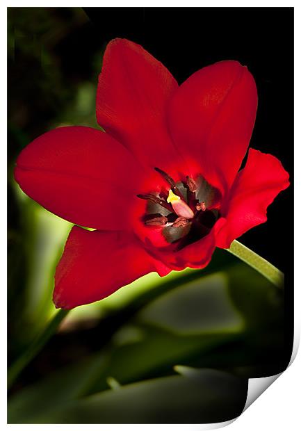 Crimson Red Tulip Print by Jacqi Elmslie