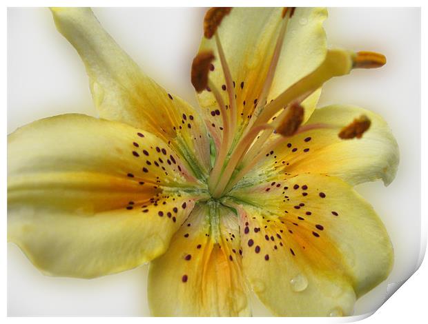Yellow Asiatic Lily Print by Jacqi Elmslie