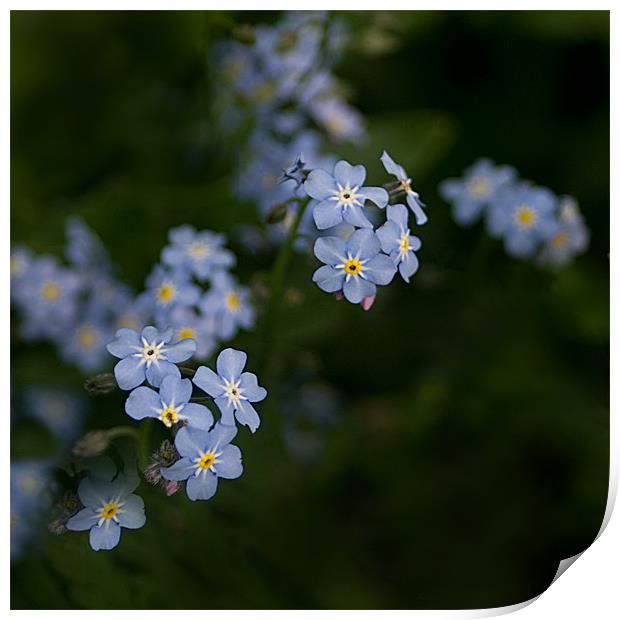 Blue Forget Me Not Print by Jacqi Elmslie