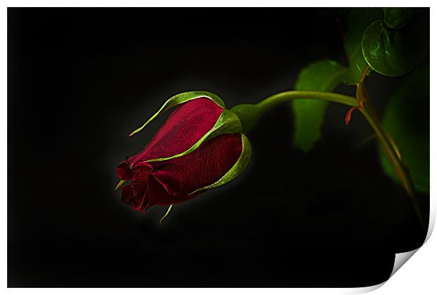 Midnight Rose Print by Jacqi Elmslie