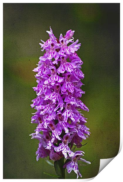 Wild Purple Spotted Orchid Print by Jacqi Elmslie