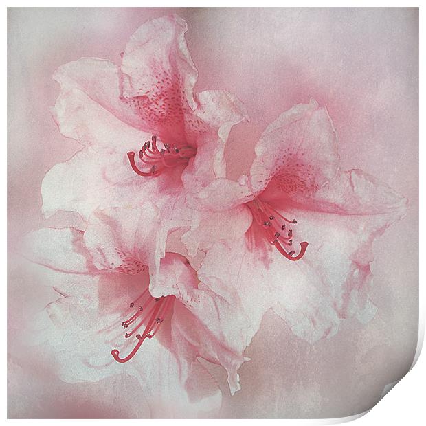 Floral Fragility Print by Jacqi Elmslie