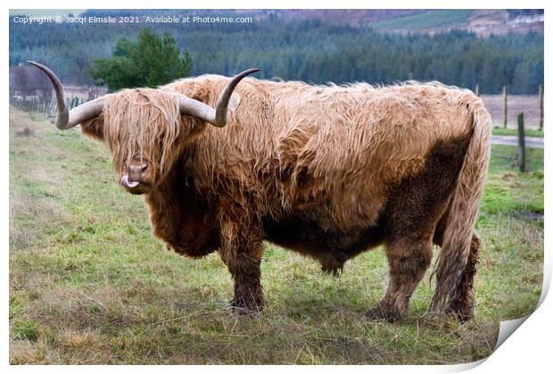 Cheeky Highland Bull Print by Jacqi Elmslie