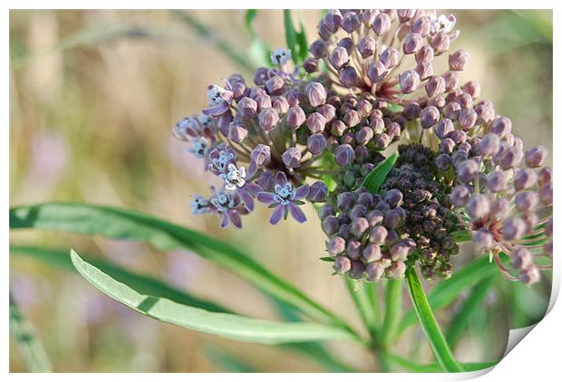 Purple milkweed flower Print by kim albonico