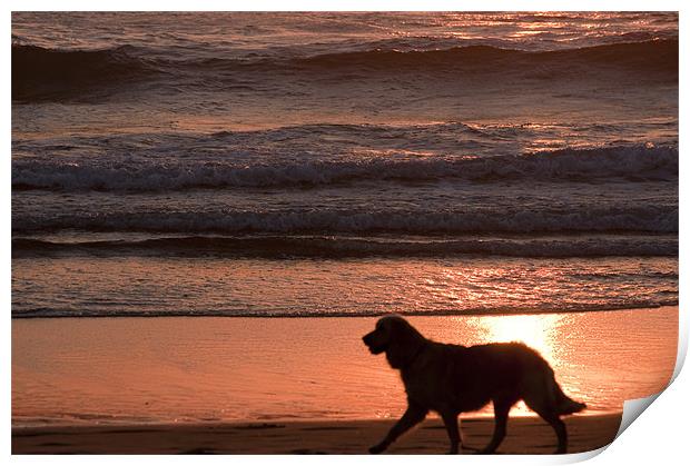 dog on beach Print by john williams