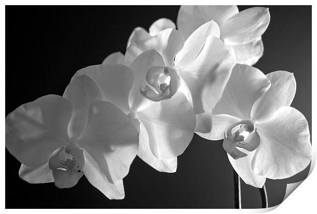 orchid 2 Print by john williams