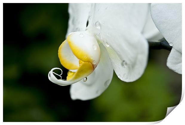 orchid after rain Print by john williams