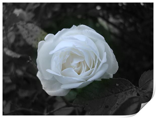 Rose blanche Print by mazet aurelia