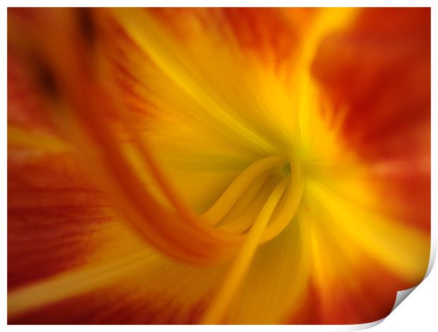 Coeur Iris Orange Print by mazet aurelia