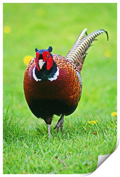 Ring Neck Pheasant Print by Jim kernan