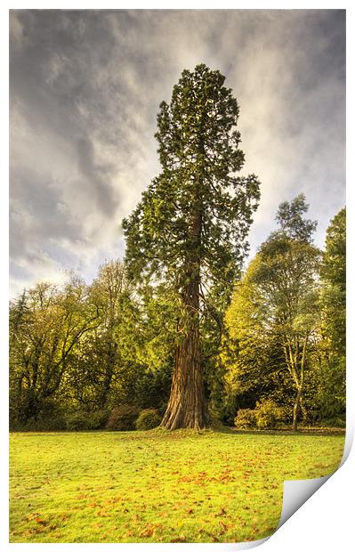 Tall Tree Print by Jim kernan