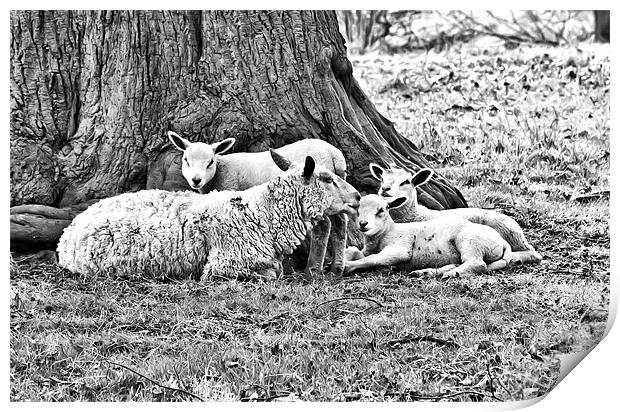 Spring Lambs B&W Print by Jim kernan