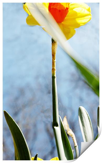 daffodil1 Print by Jenny Purdy