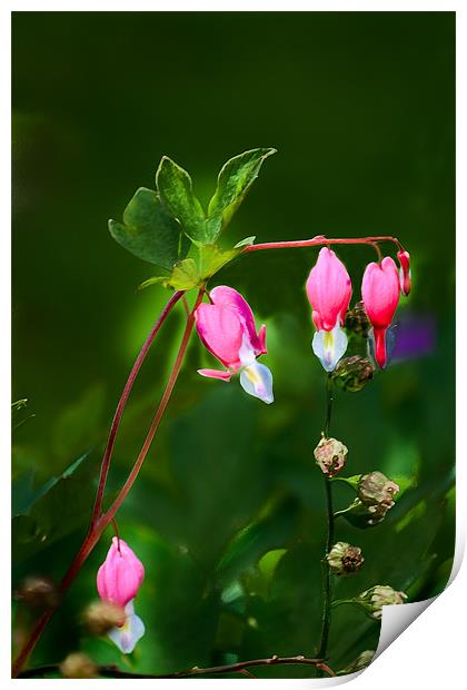 Dicentra 1 Print by Kevin West
