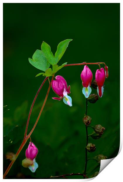Dicentra 2 Print by Kevin West